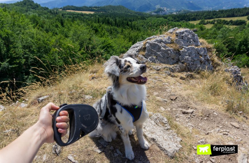 Come portare il cane in montagna